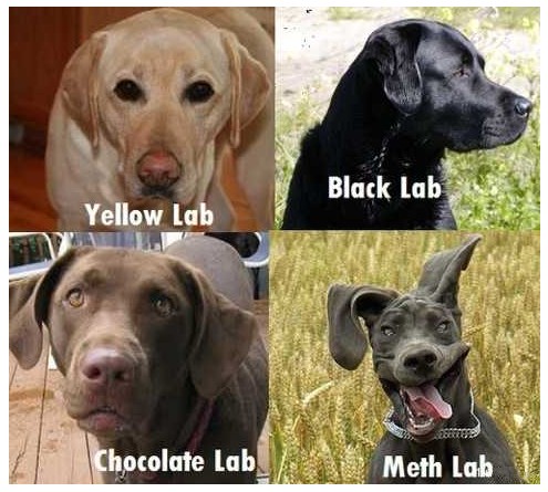 There's a few different breeds out there.  --Enjoy, pac!--