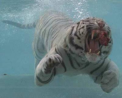 Swimming Tiger