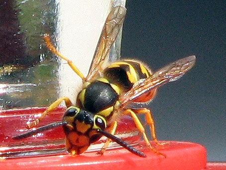21: Bee or wasp sting - 1 in 62,950