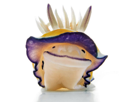 Toxic nudibranch, a soft, seagoing slug that produces a brilliant, pimp-like, defense.