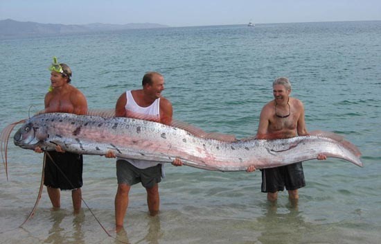 one giant eel
