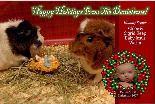 Guinea pigs have been known to eat their young, get baby Jesus outta there!