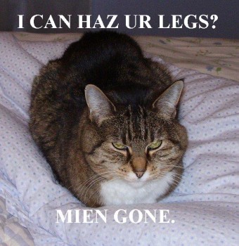 Yet More Lolcats