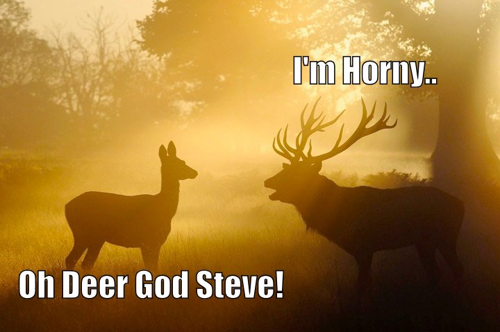 Deer Humor
