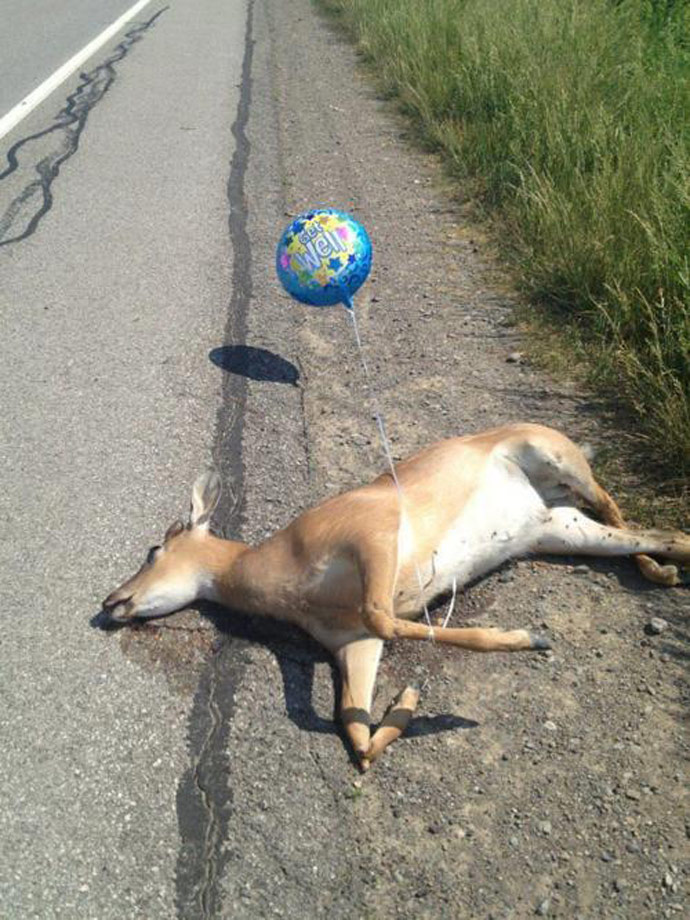 Get Well, Roadkill