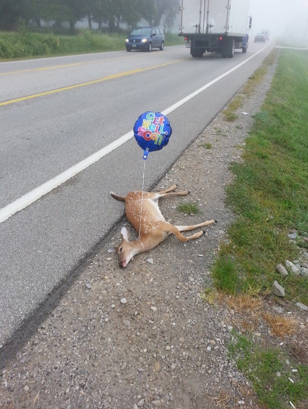 Get Well, Roadkill