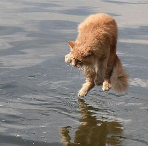 cat on water