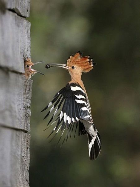 incredible animal photography