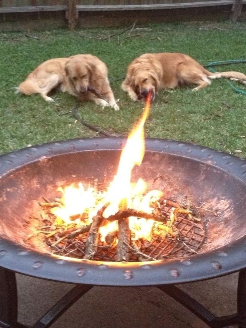 dog breathing fire