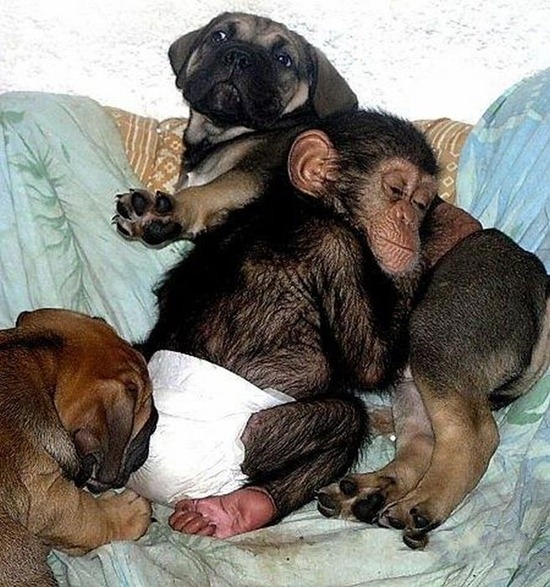 Chimpanzee Adopted By a Mastiff