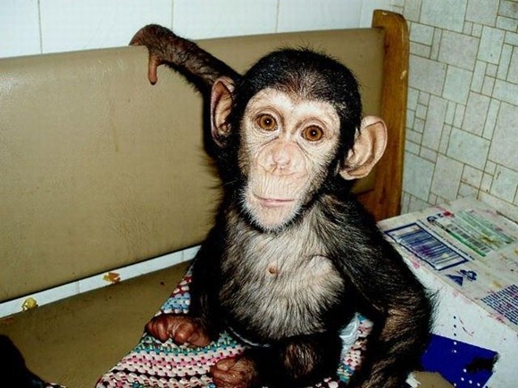 Chimpanzee Adopted By a Mastiff
