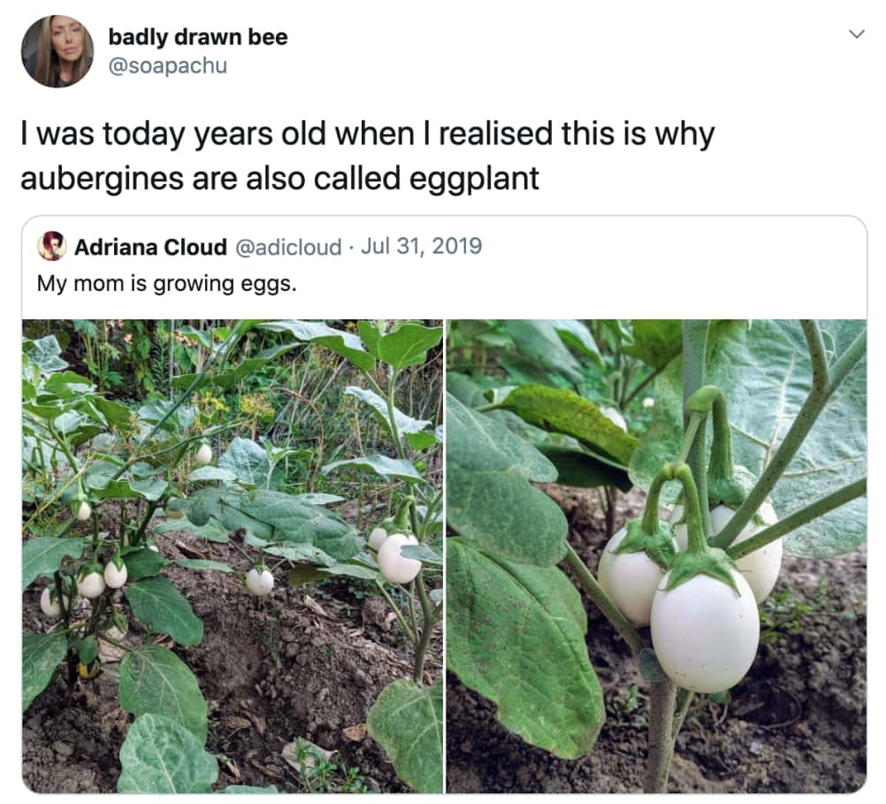 Eggplant - badly drawn bee I was today years old when I realised this is why aubergines are also called eggplant Adriana Cloud My mom is growing eggs.
