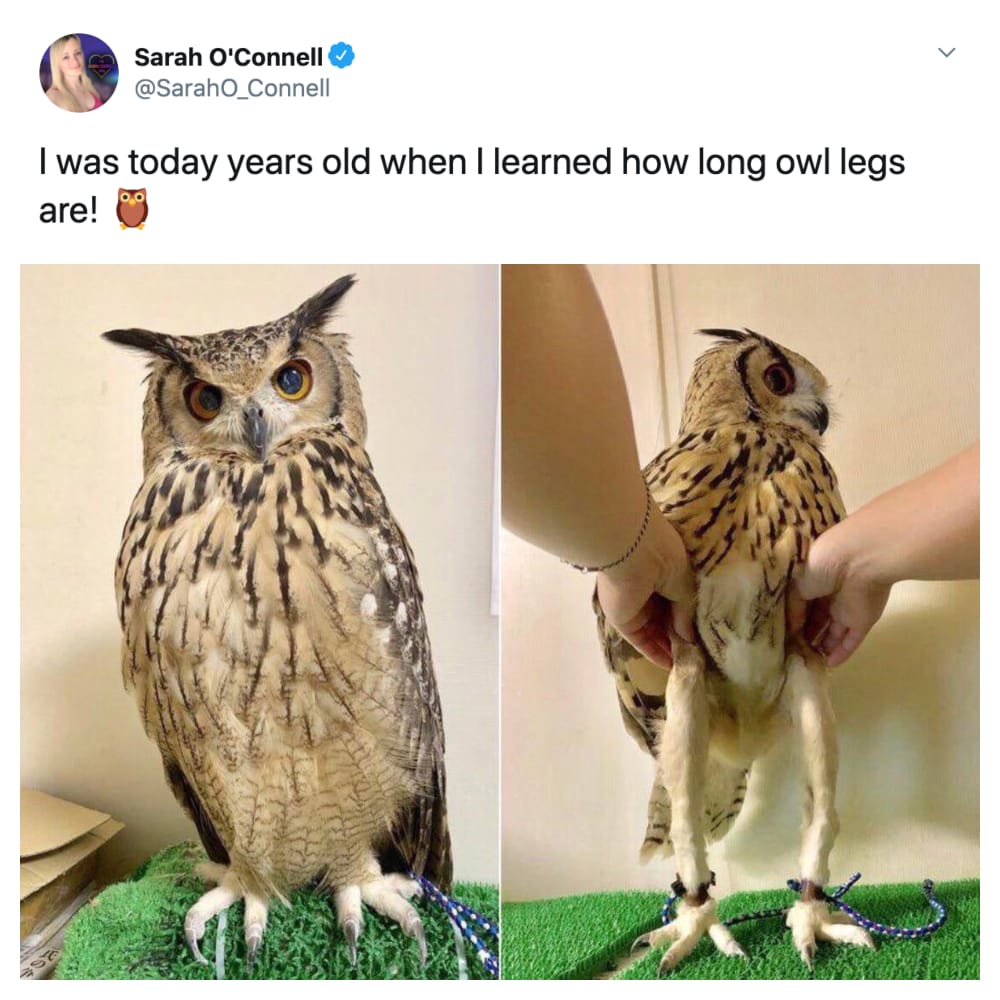 penguin skeleton meme - Sarah O'Connell I was today years old when I learned how long owl legs are! 0,01