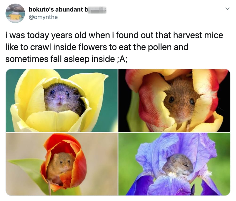 today years old - bokuto's abundant b i was today years old when i found out that harvest mice to crawl inside flowers to eat the pollen and sometimes fall asleep inside ;A;