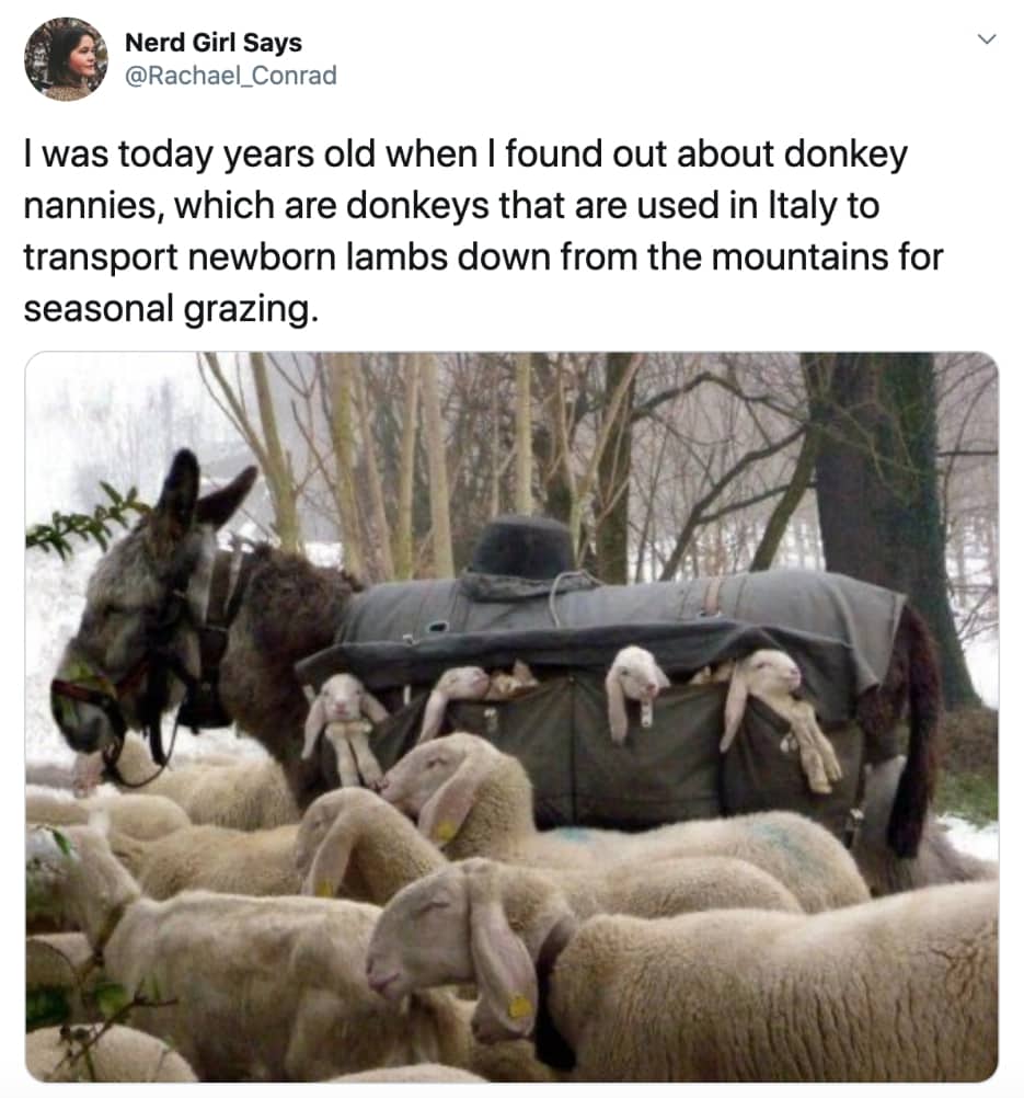 donkey nannies - Nerd Girl Says I was today years old when I found out about donkey nannies, which are donkeys that are used in Italy to transport newborn lambs down from the mountains for seasonal grazing.