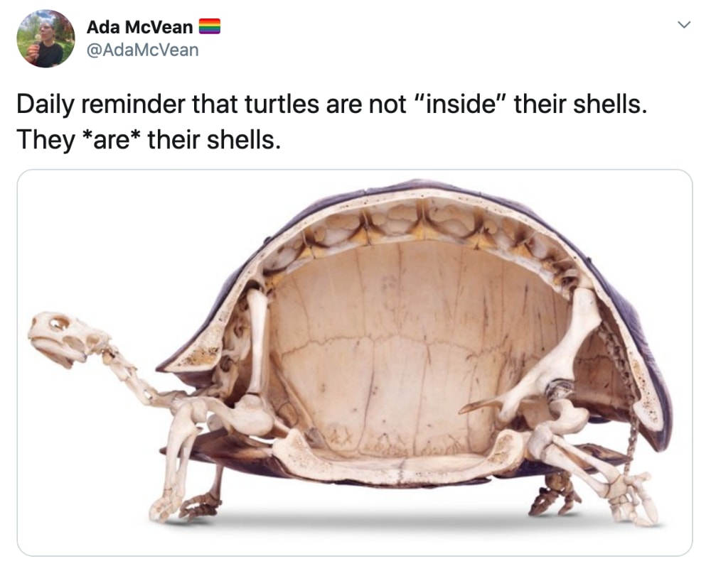 turtles are their shells - Ada McVean Daily reminder that turtles are not "inside" their shells. They are their shells.