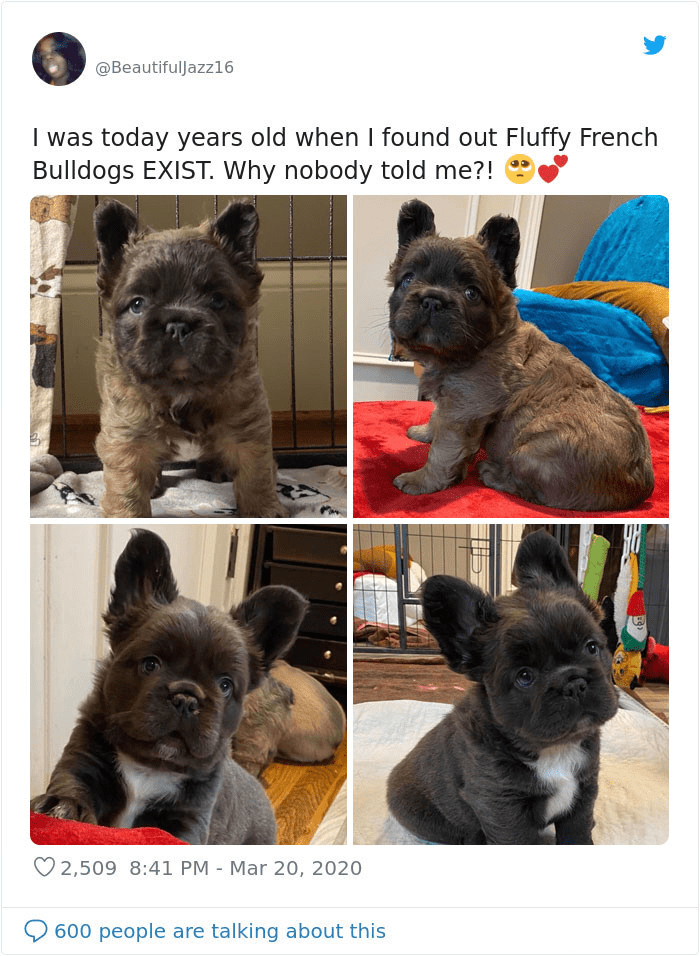 cairn terrier - I was today years old when I found out Fluffy French Bulldogs Exist. Why nobody told me?! 2,509