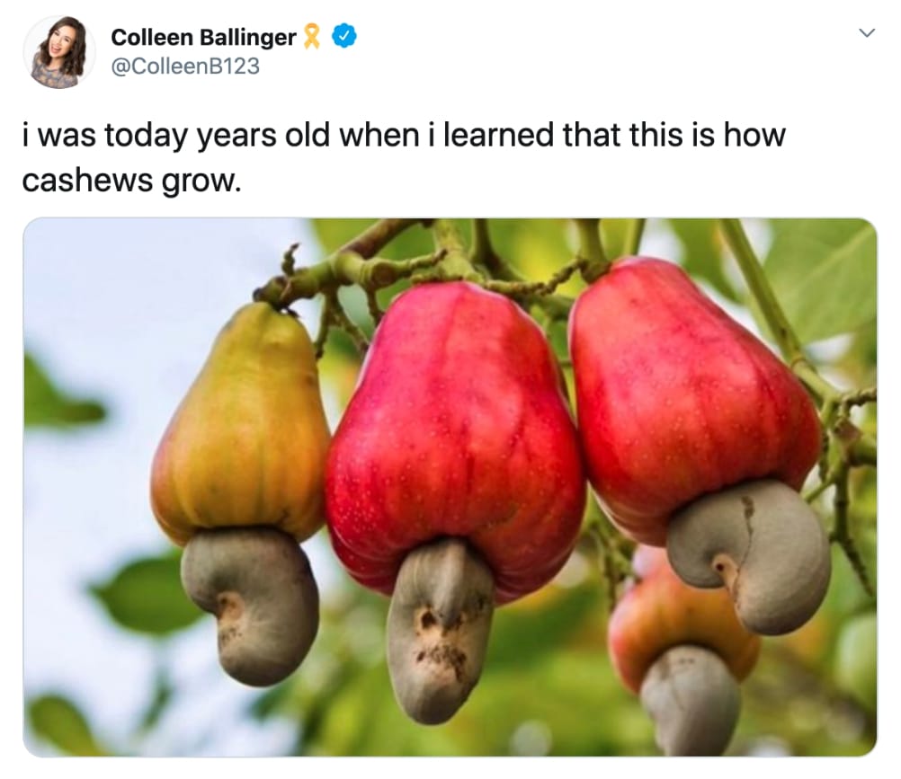 gourmet nut trees - Colleen Ballinger i was today years old when i learned that this is how cashews grow.