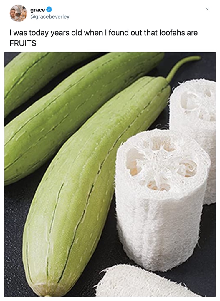 luffa gourd - grace I was today years old when I found out that loofahs are Fruits