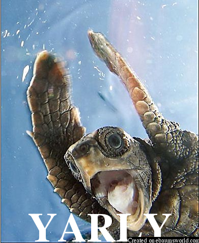 The YA RLY turtle