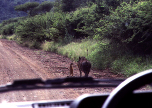 I knew they were real, incredible one in a million photo of Timon and Pumbaa. 
