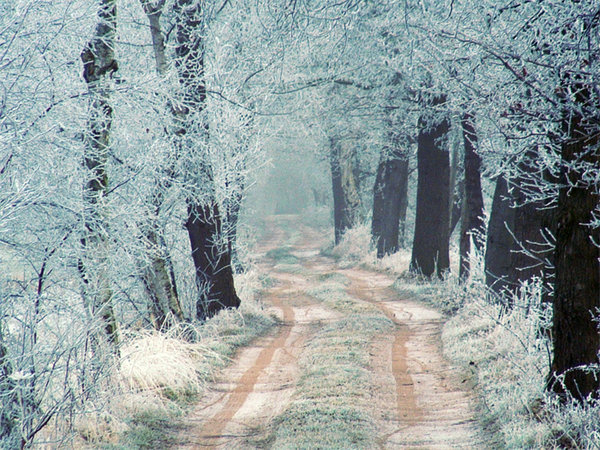 Gorgeous Winter Trees