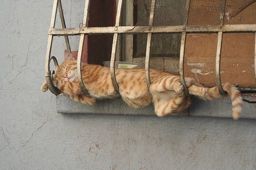 Crazy Places Where Cats Sleep