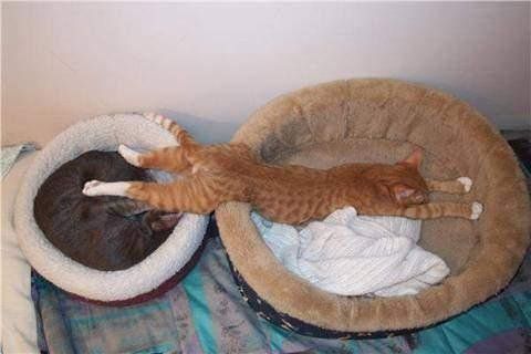 Crazy Places Where Cats Sleep