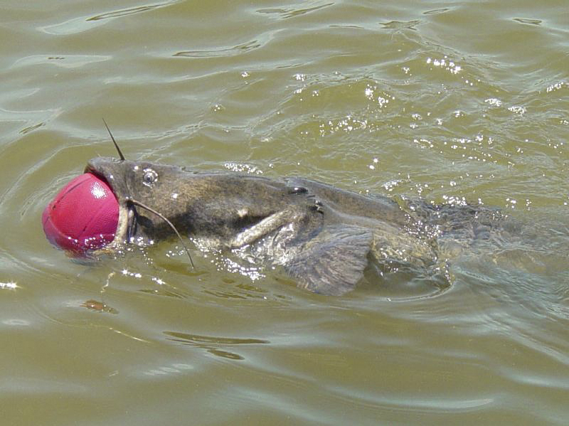 Catfish Tries To Swallow Basketball