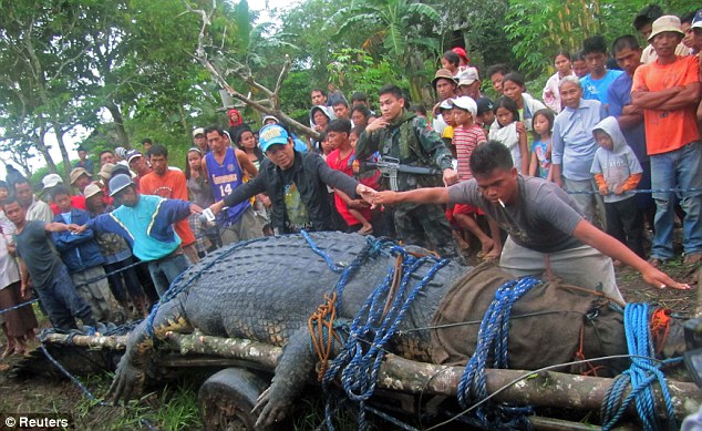 World's Largest Crocodile caught in the Philippines