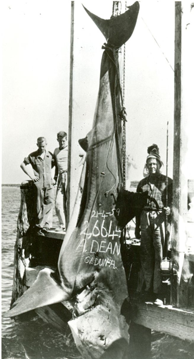 Impressive World Record Fish