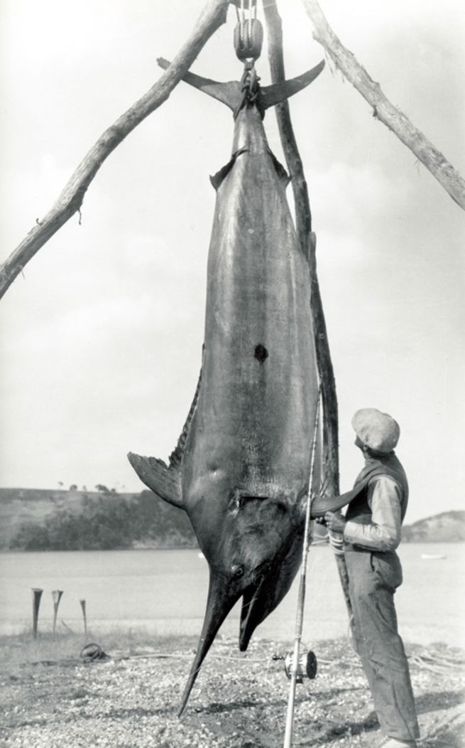 Impressive World Record Fish