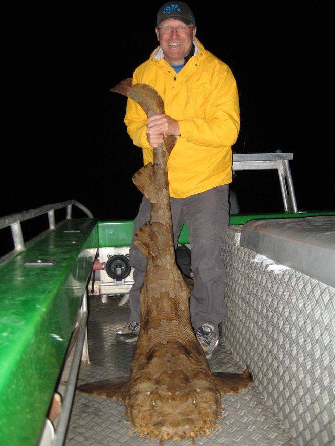 Spotted wobbegong