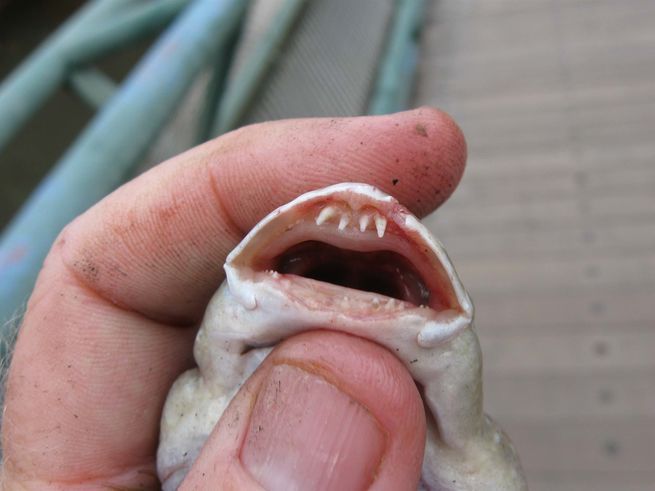 Weirdest Fish Caught on Hook and Line