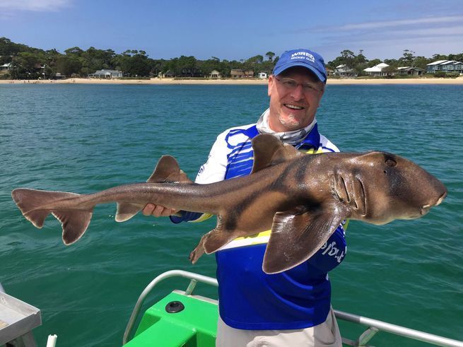 Port Jackson shark