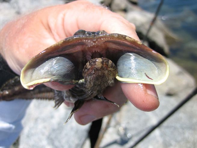 Sarcastic fringehead