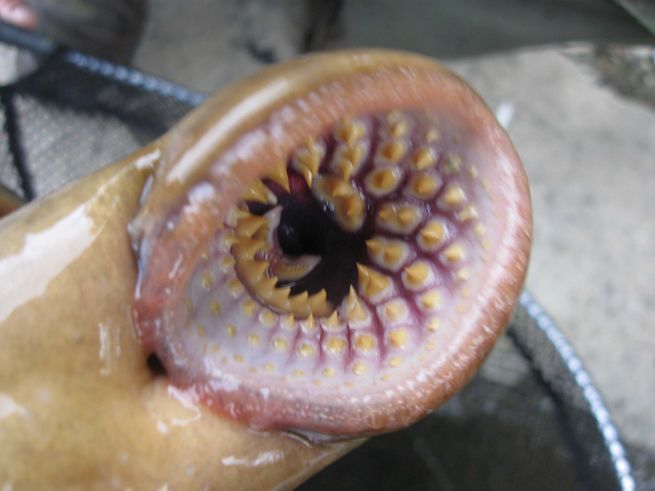 Lamprey