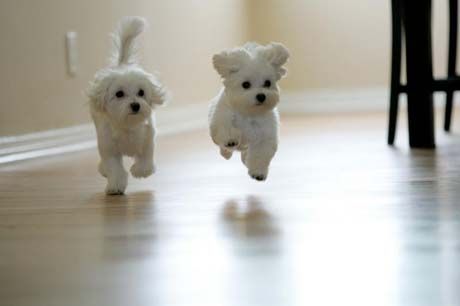 Cute Puppy-Dogs