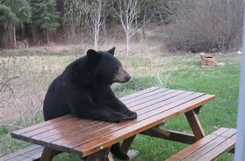 Bear patiently waits for people to enjoy lunch with him.