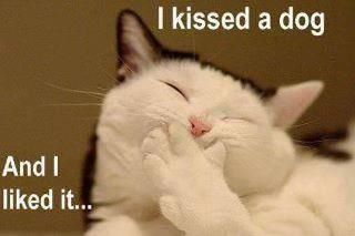 opps i kissed a dog, Cat says and i like it :D  