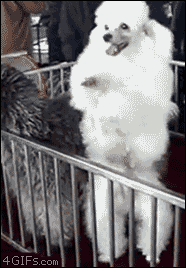 32 of the best Dog GIFs of All Time