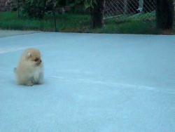 32 of the best Dog GIFs of All Time
