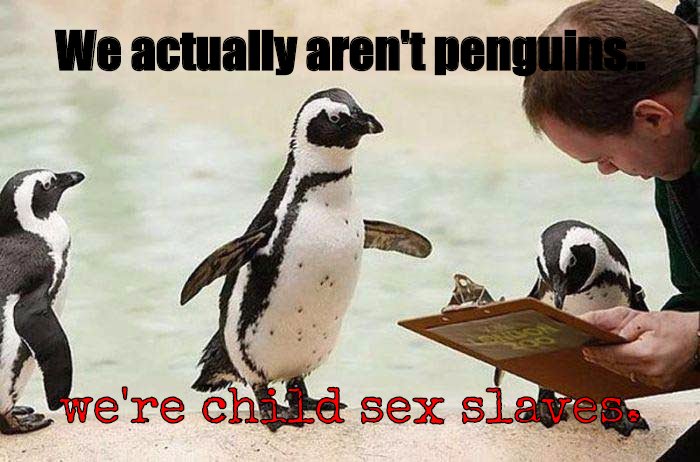 Penguins are penguins because they wear tiny tuxedos and swim around until they are eating by a polar bear.
