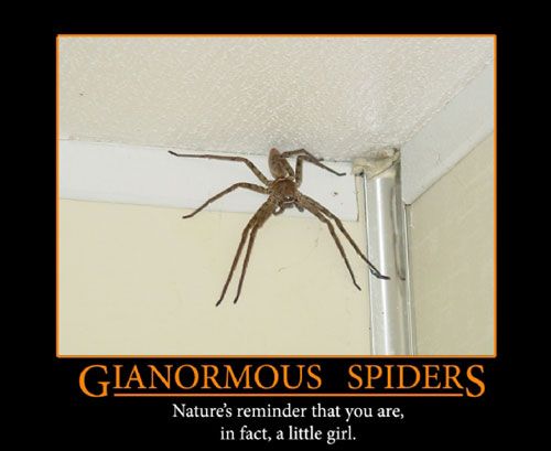 Gianormous spider. Nature's reminder that you are, in fact, a little girl.
