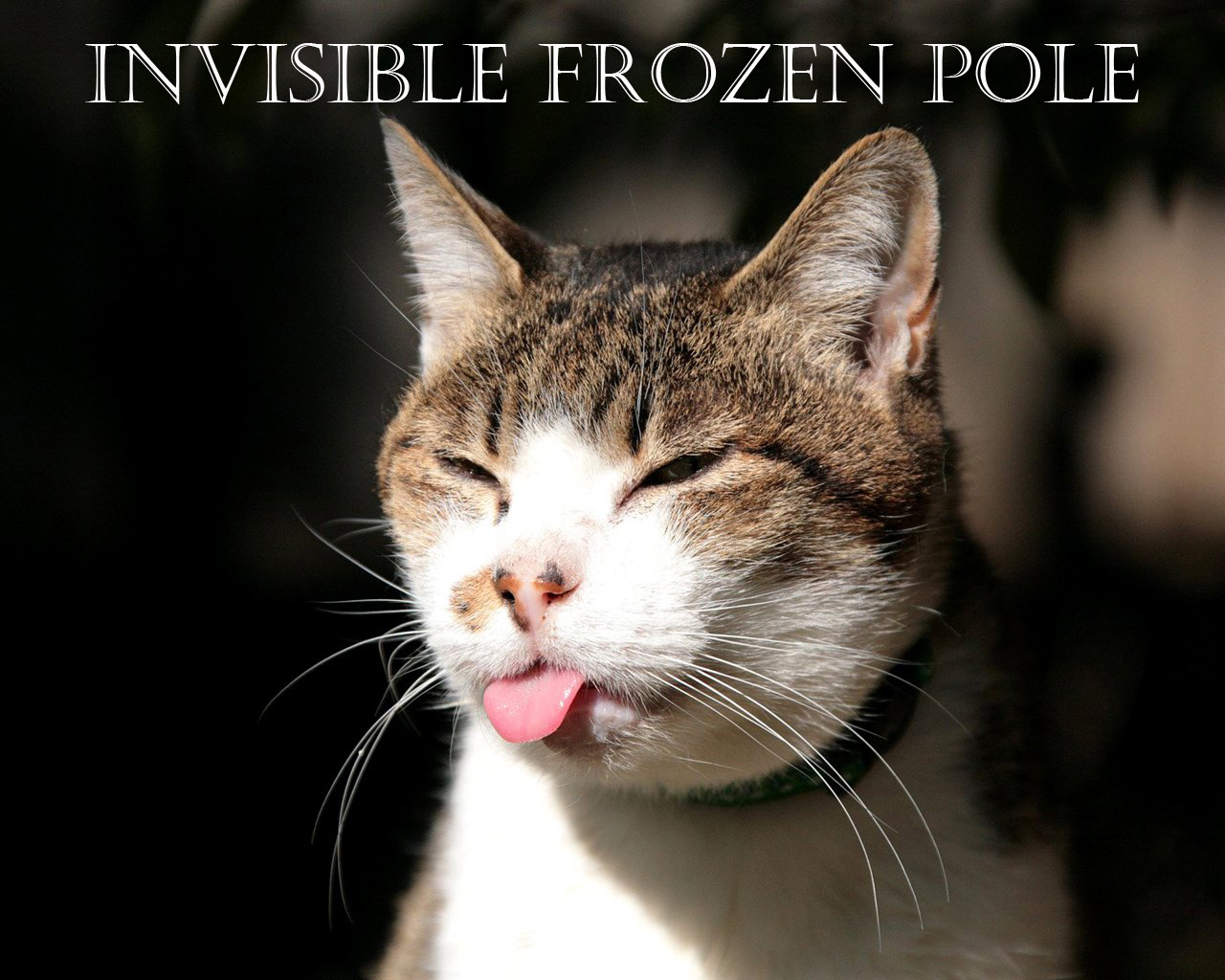 Cat has its tongue stuck to an invisible frozen pole