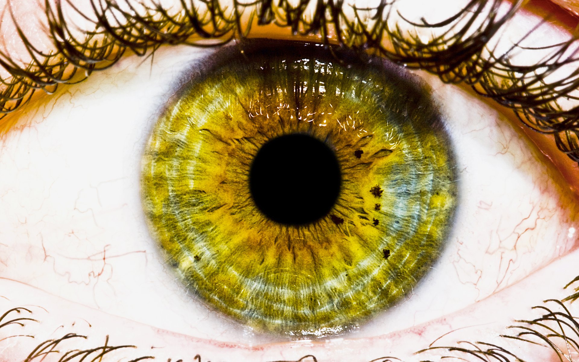 eyes - Gallery | eBaum's World