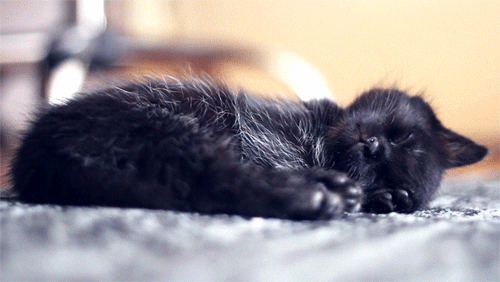 cute animal pictures all GIF's