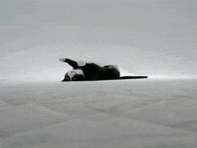 cute animal pictures all GIF's