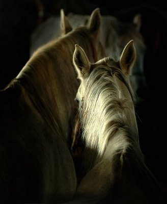 Magnificent Horses