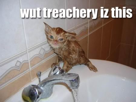 LAWL Wet Cats